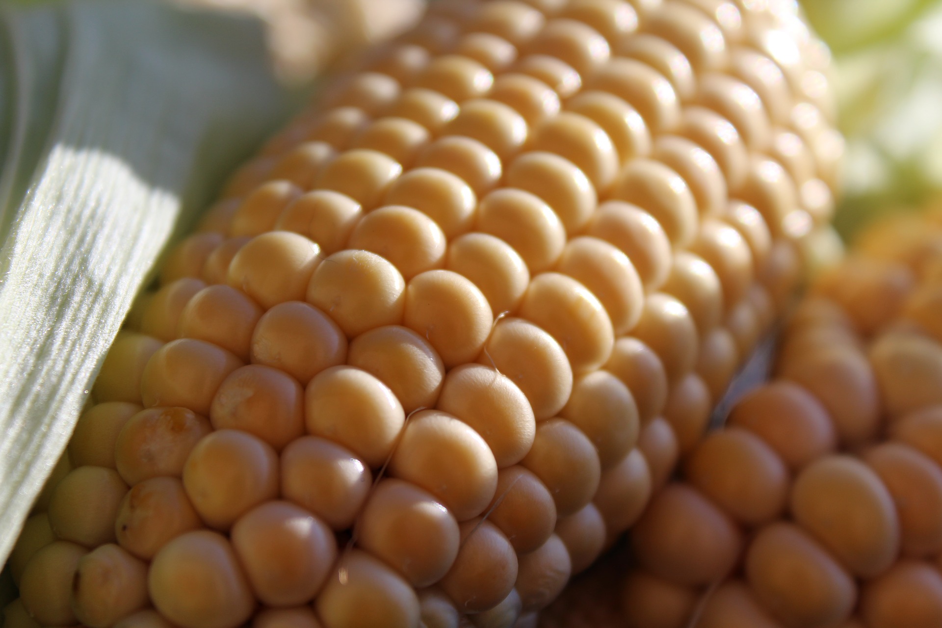 Segunda safra de milho deve ocupar área recorde no Brasil, indica AgRural