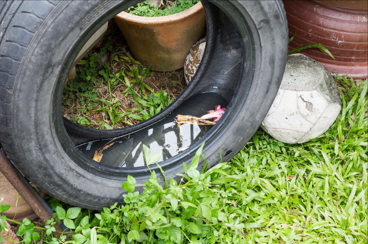 Como se proteger do Aedes no período de férias de fim de ano