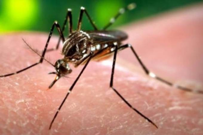 Mosquito ‘tímido’ traz a febre amarela