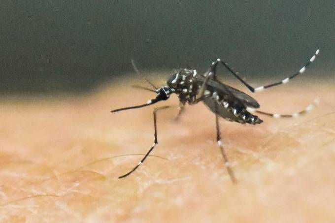 Governo decreta fim de emergência nacional para zika