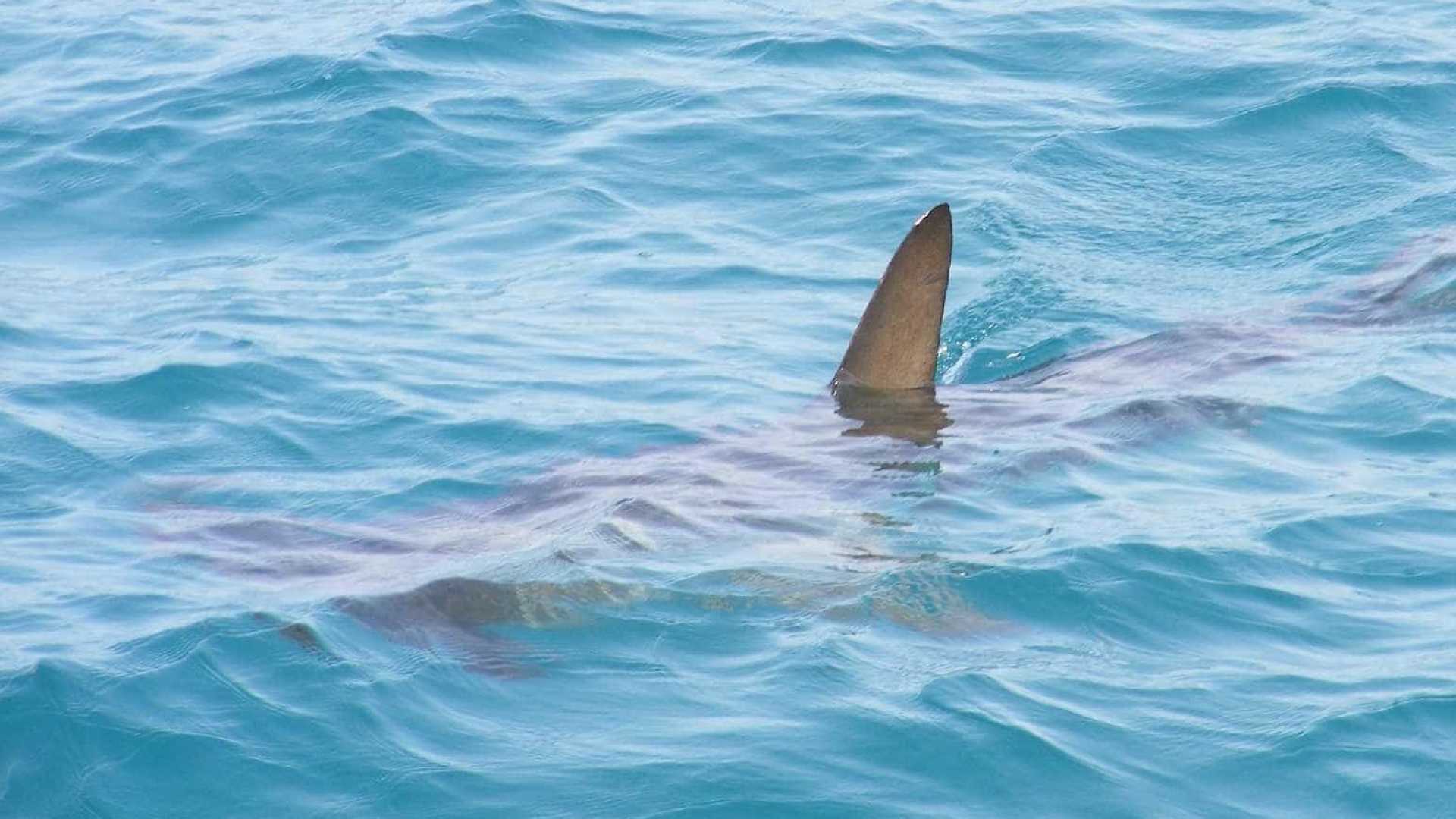 morre jovem atacado por tubarão em praia no grande recife exata news