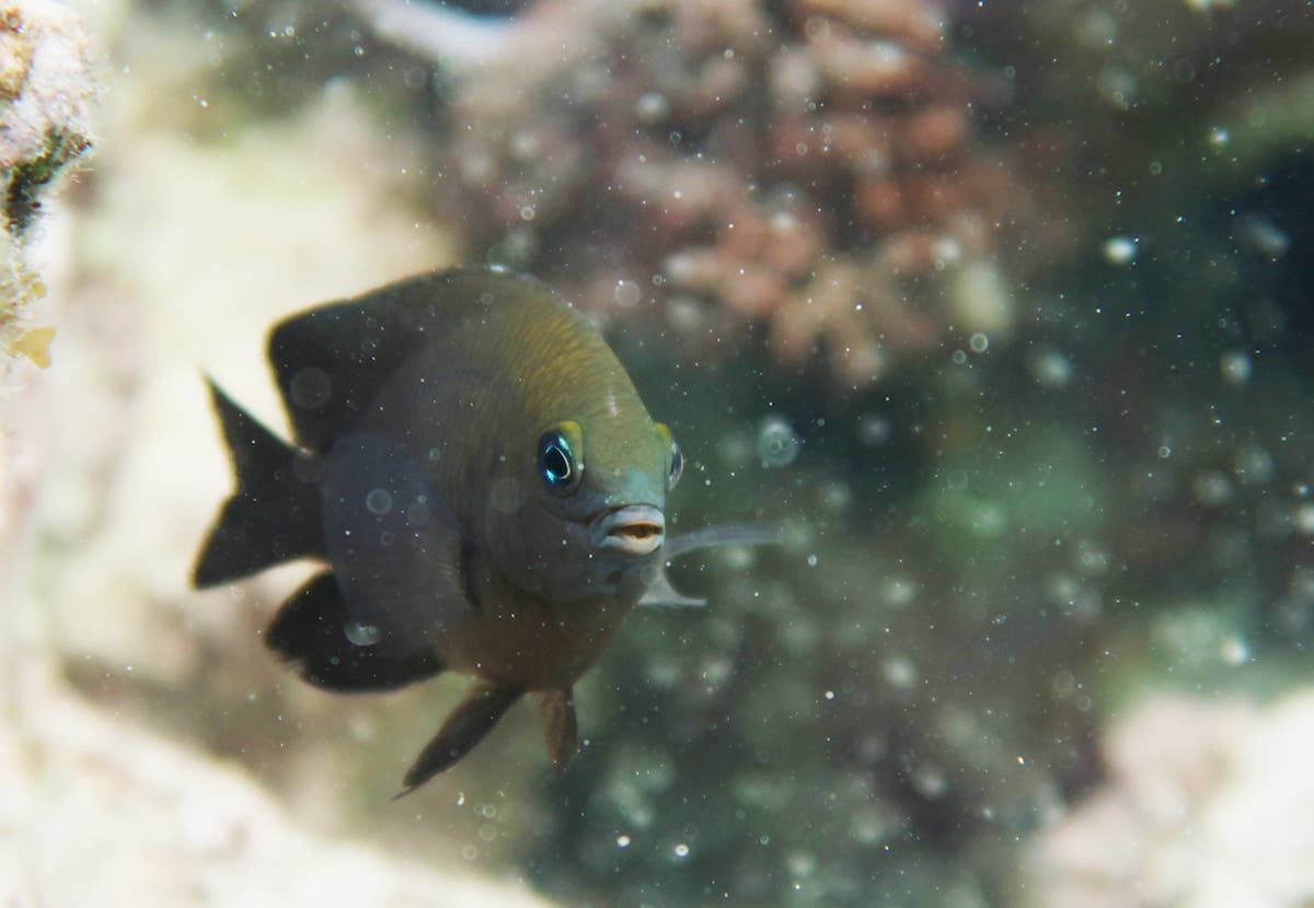 Espécie de peixe aprendeu a domesticar camarões