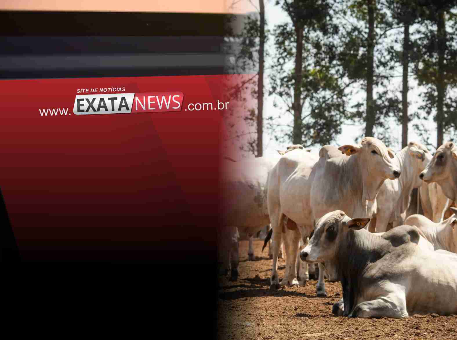 Novo recorde no abate de bovinos em Mato Grosso: crescimento expressivo em novembro