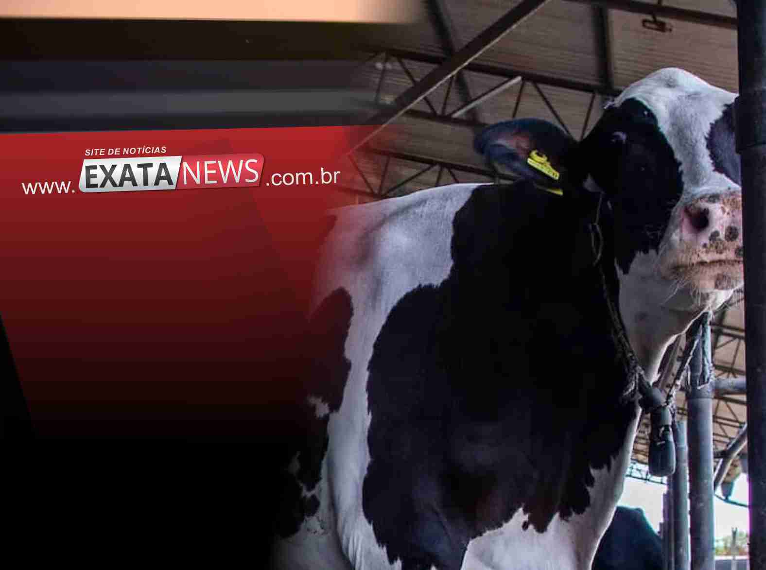Desafios e impactos na pecuária leiteira de Mato Grosso em 2023