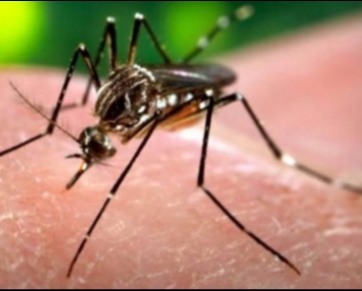 Mosquito ‘tímido’ traz a febre amarela