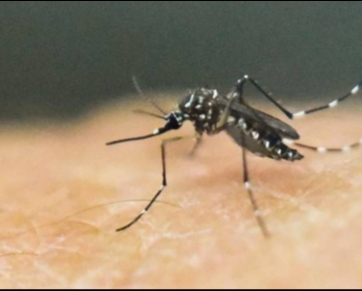 Governo decreta fim de emergência nacional para zika