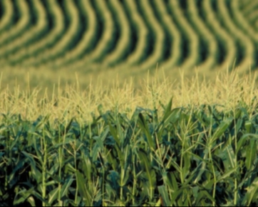 Safrinha: Colheita do milho atinge 36% da área