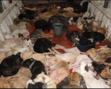 Sentença histórica: prefeito é condenado a 20 anos de prisão por ordenar o assassinato de 400 cães