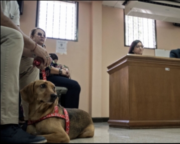 Cachorro comparece a julgamento como vítima na Costa Rica