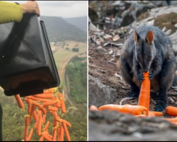 Austrália usa helicópteros para jogar comidas para animais famintos