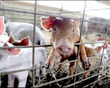 Alemanha detecta novo caso de peste suína em Brandemburgo