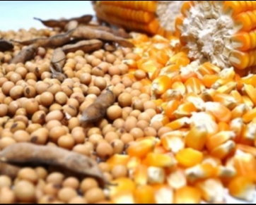 Brasil zera imposto de importação para soja e milho até 2021
