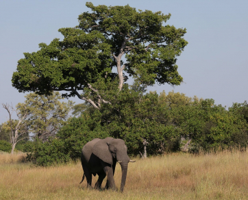 Caçador ilegal morre pisoteado por elefantes na África do Sul