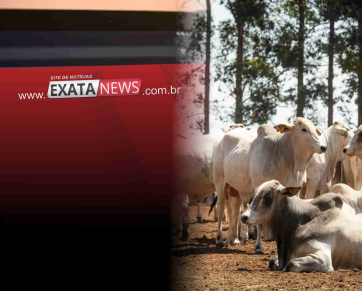 Novo recorde no abate de bovinos em Mato Grosso: crescimento expressivo em novembro